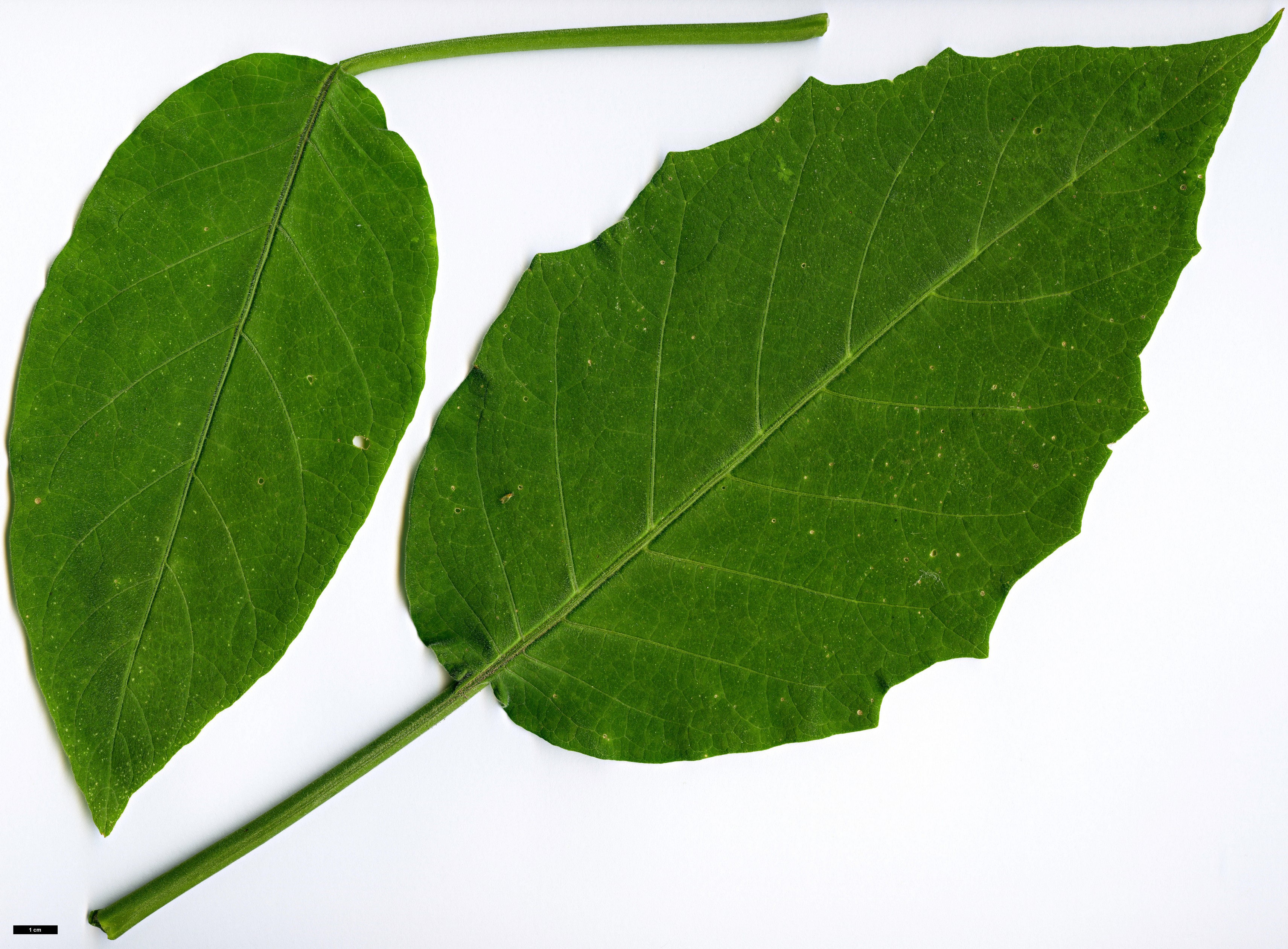 High resolution image: Family: Solanaceae - Genus: Brugmansia - Taxon: suaveolens